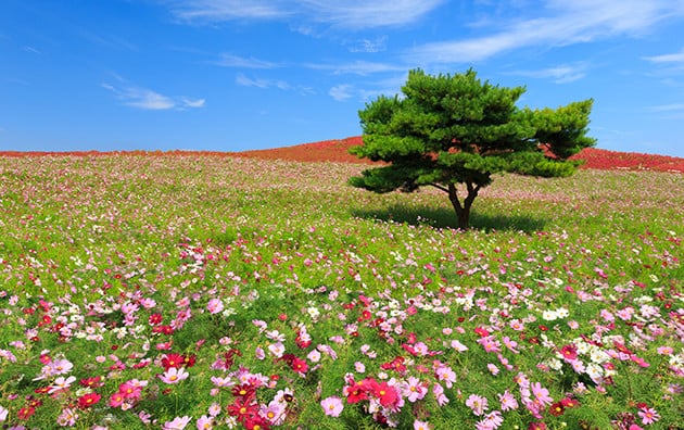 【エリア比較第10弾】茨城県の婚活事情