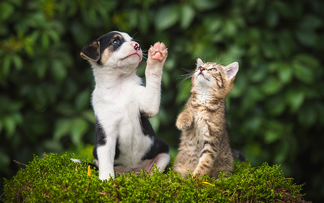 女子の8割弱、付き合うなら猫系より犬系男子!